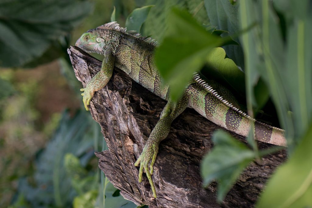 Autoridad ambiental hace llamado para el respeto de la vida silvestre